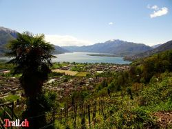 Palmen am Lago Maggiore