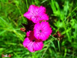 alpenblume-passo-del-sole_11-07-2018_dsc04993.jpg