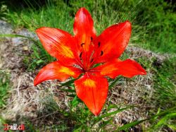 passo-del-sole_22-06-2020_dsc06437.jpg