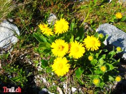 glühende Alpenblumen