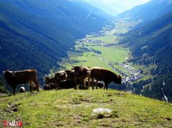 kuhe-furkapass-obergoms_22-09-2021_dsc09456.jpg