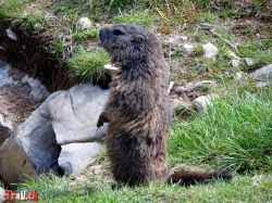 stanserhorn_27-05-2020_dsc06247.jpg