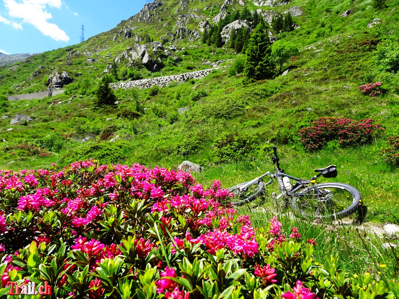 [Bild: gotthardpass-passo-scimfuss_14-06-2022_dsc01136.jpg]