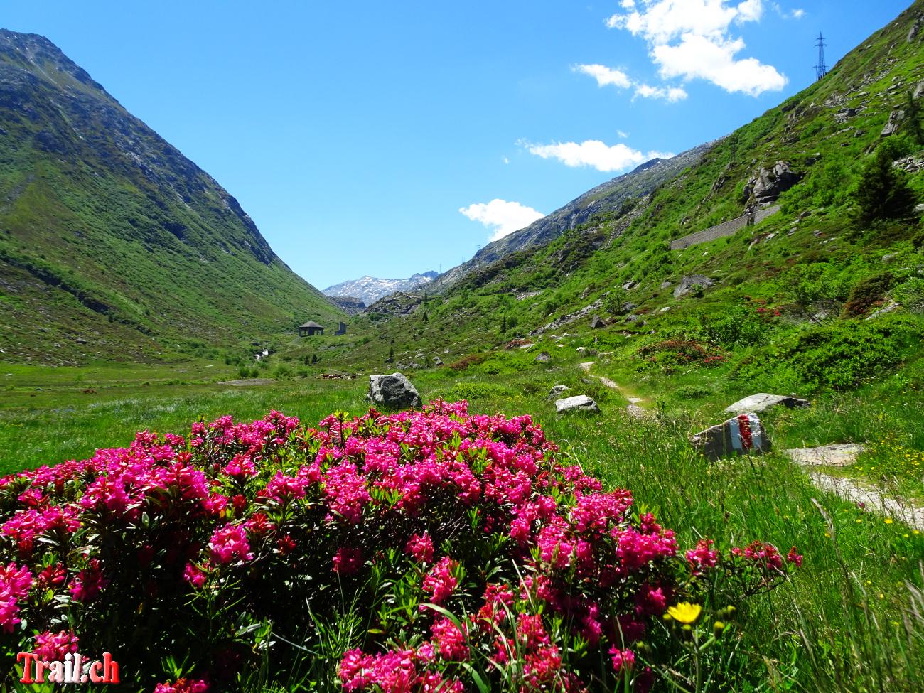 [Bild: gotthardpass-passo-scimfuss_14-06-2022_dsc01137.jpg]