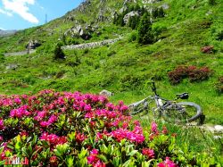 gotthardpass-passo-scimfuss_14-06-2022_dsc01136.jpg