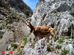 chinzig-kaiserstock_img_2027_05-08-2009.jpg