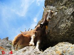 chinzig-kaiserstock_img_2033_05-08-2009.jpg