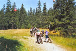 Der Gegenanstieg beim Downhill Rennen Lenzerheide (55kb)