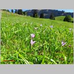 16_die_herbstzeitlosen_ein_untrugliches_zeichen.jpg